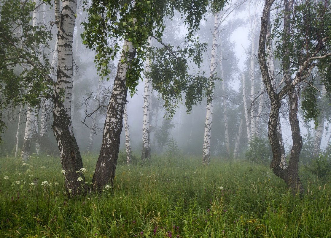 Туман в Березовом лесу