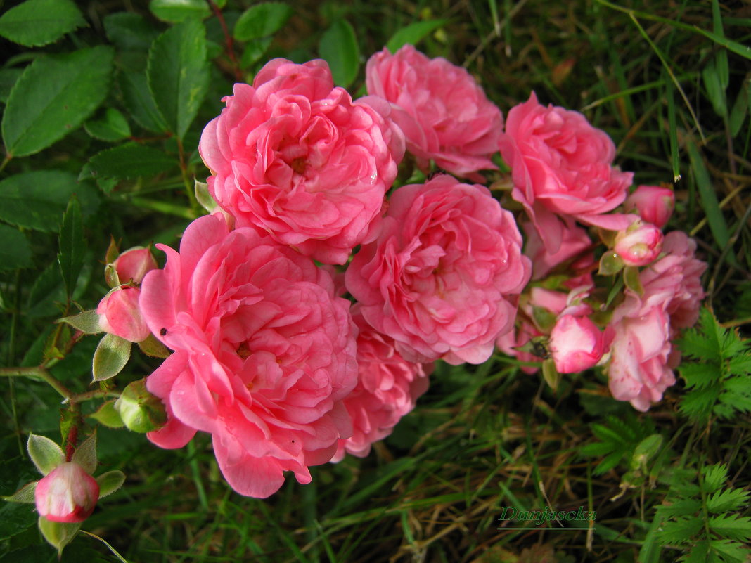 Розовые розы. - Антонина Гугаева