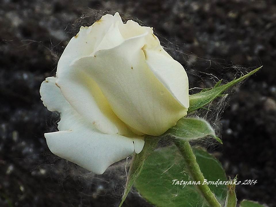 белая роза - Татьяна Бондаренко