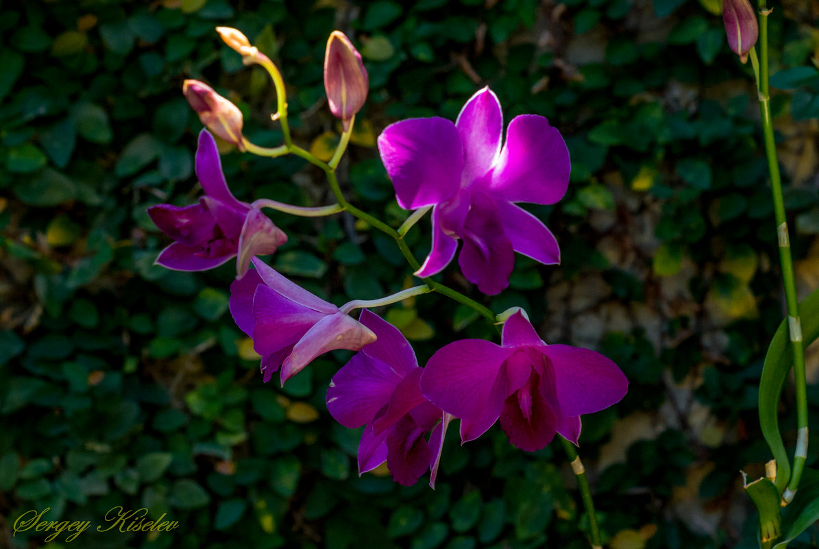 Орхидеи - тропические красавицы - Sergey Kiselev