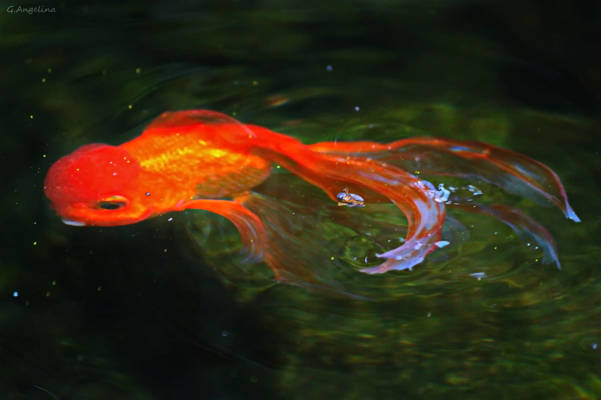 поверить в сказку золотая рыбка - ангелина гончарук