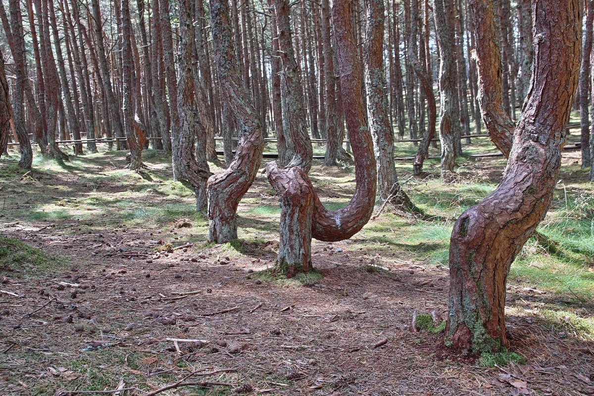 Танцующий лес. Куршская коса - Андрей Спиридонов