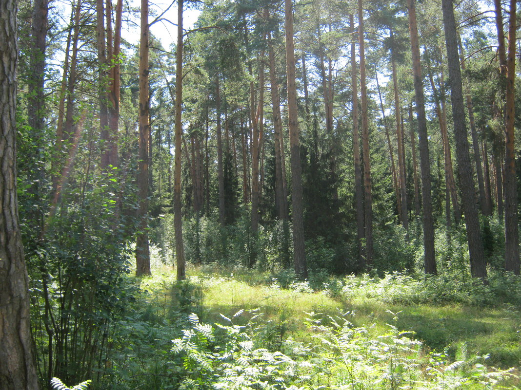 Черничный лес - галина 