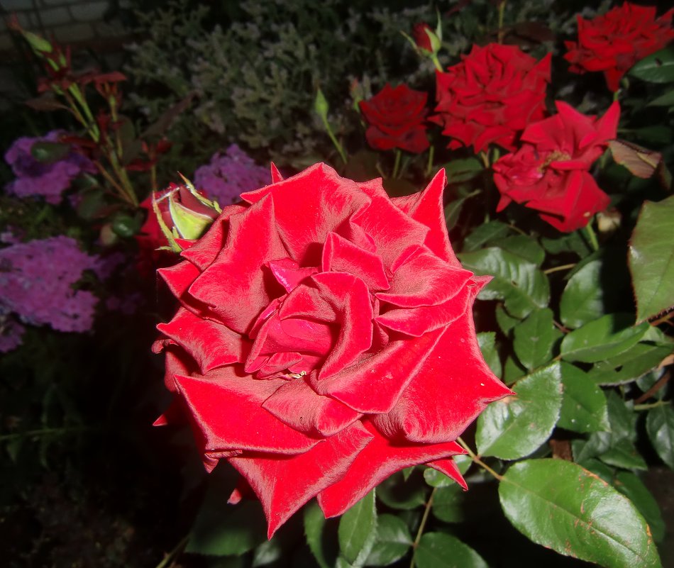 Красная роза - Тамара 
