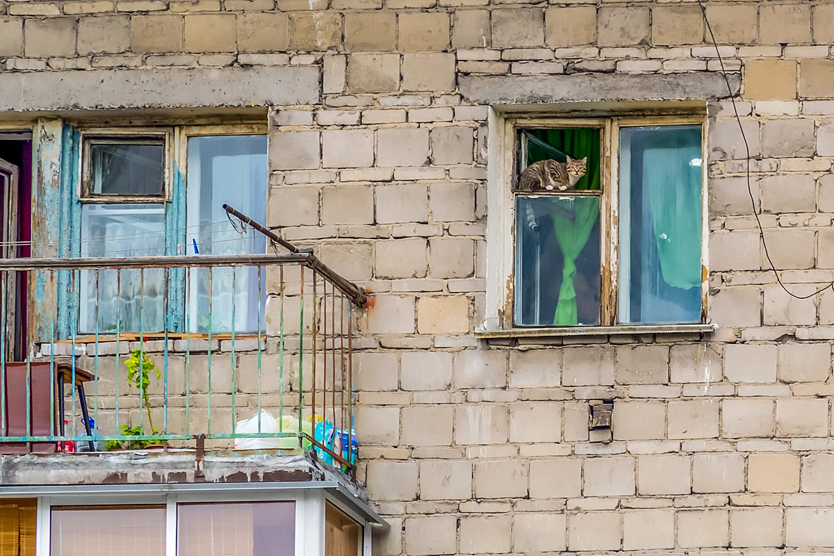 Найди кота - Sergey Kuznetcov