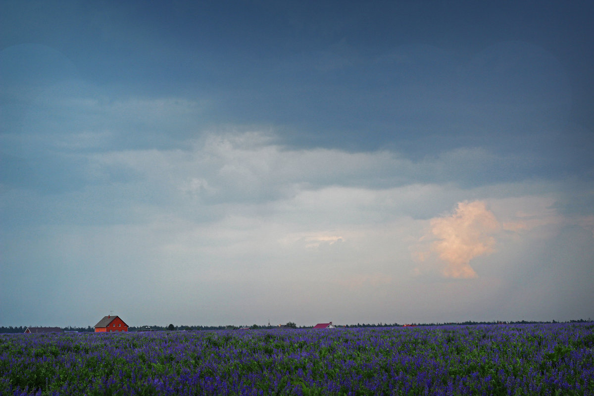 Фиолетовое поле перед грозой - Дарья Михальчик