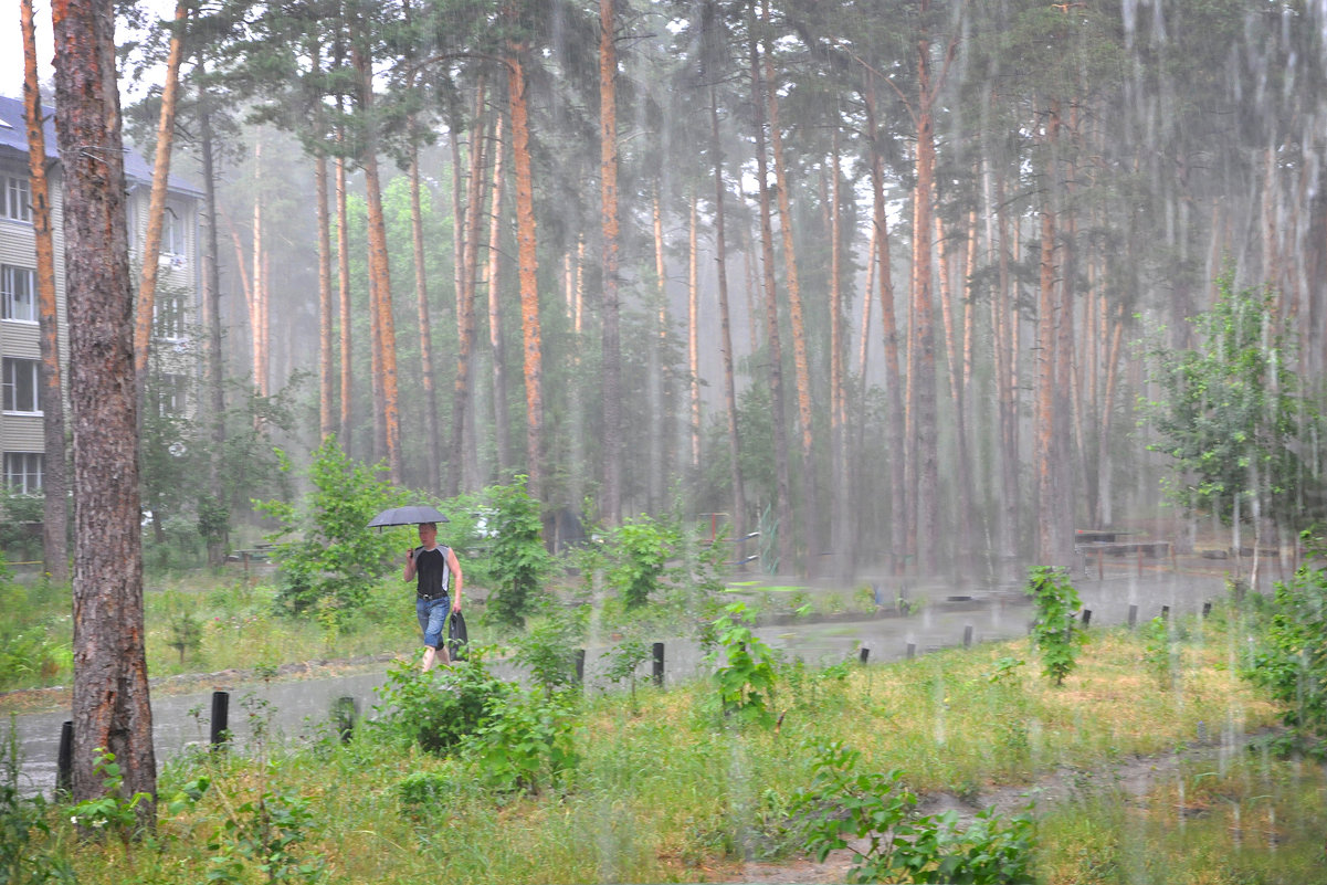 Летний дождь в лесу - Диана Задворкина