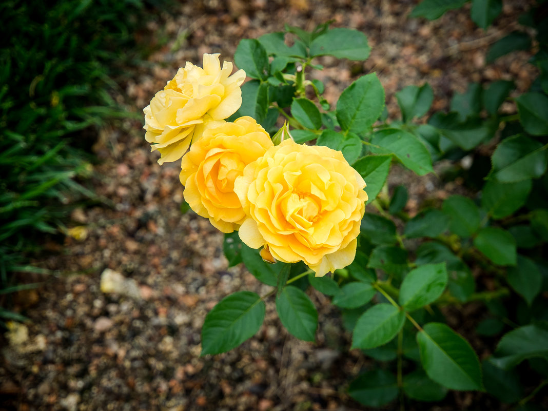 Roses in DuPont gardens - Vadim Raskin