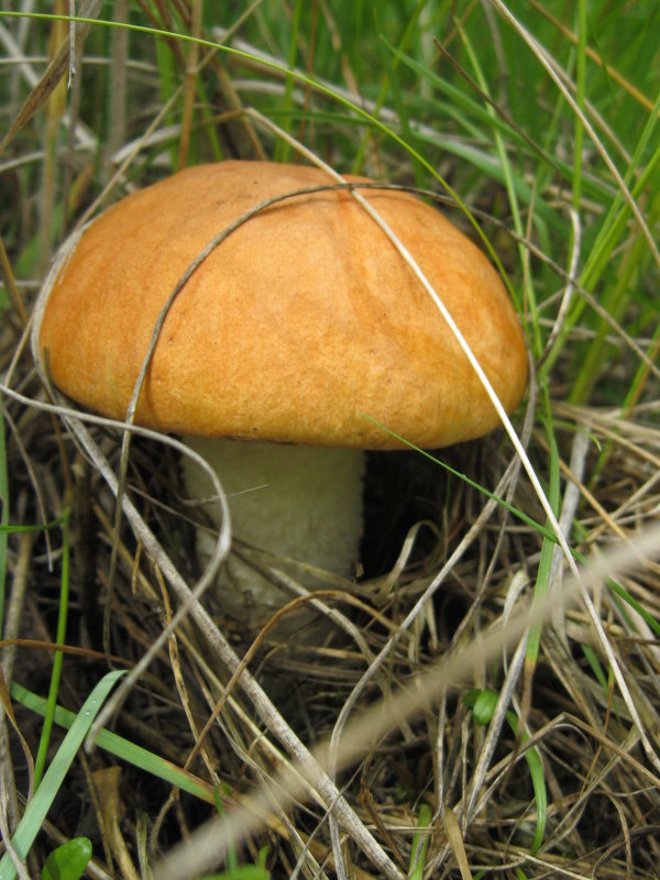 мой первый гриб-мой гриб бесценный - Юлия Бывальцева