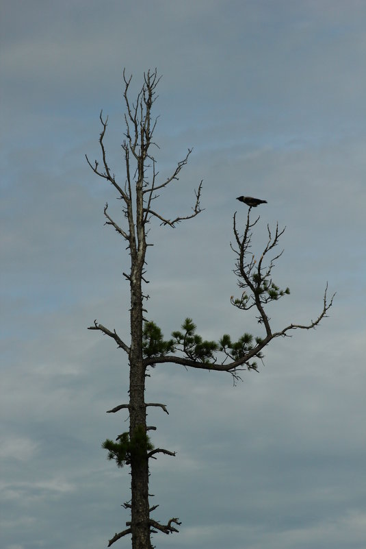 одинокая ворона на старом кедре - евгений Смоленцев