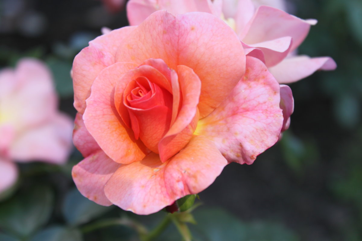 Нет цветка прекрасней розы - Таня Фиалка