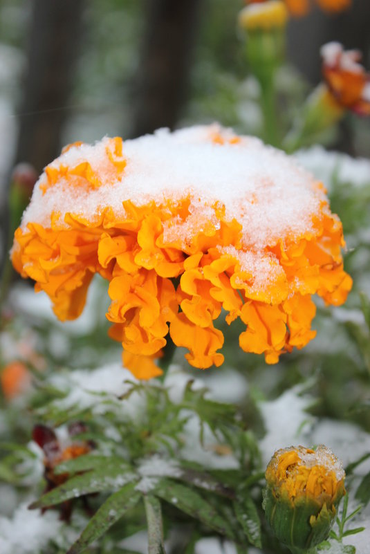 Первый снег на моих цветах - Ирина Сорокина