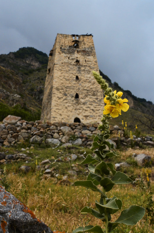 Цветок на фоне старой башни в горах - Oleg Khot