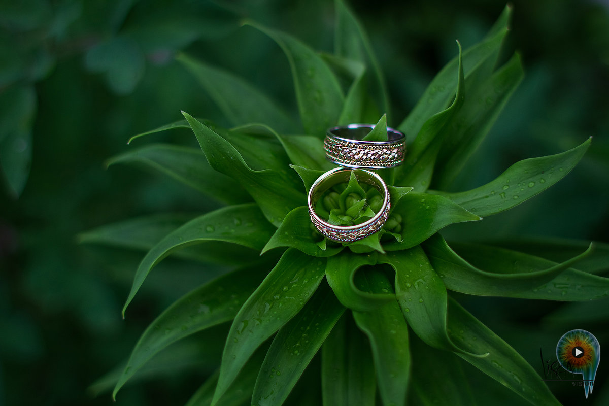 Wedding rings - Julia Jeider