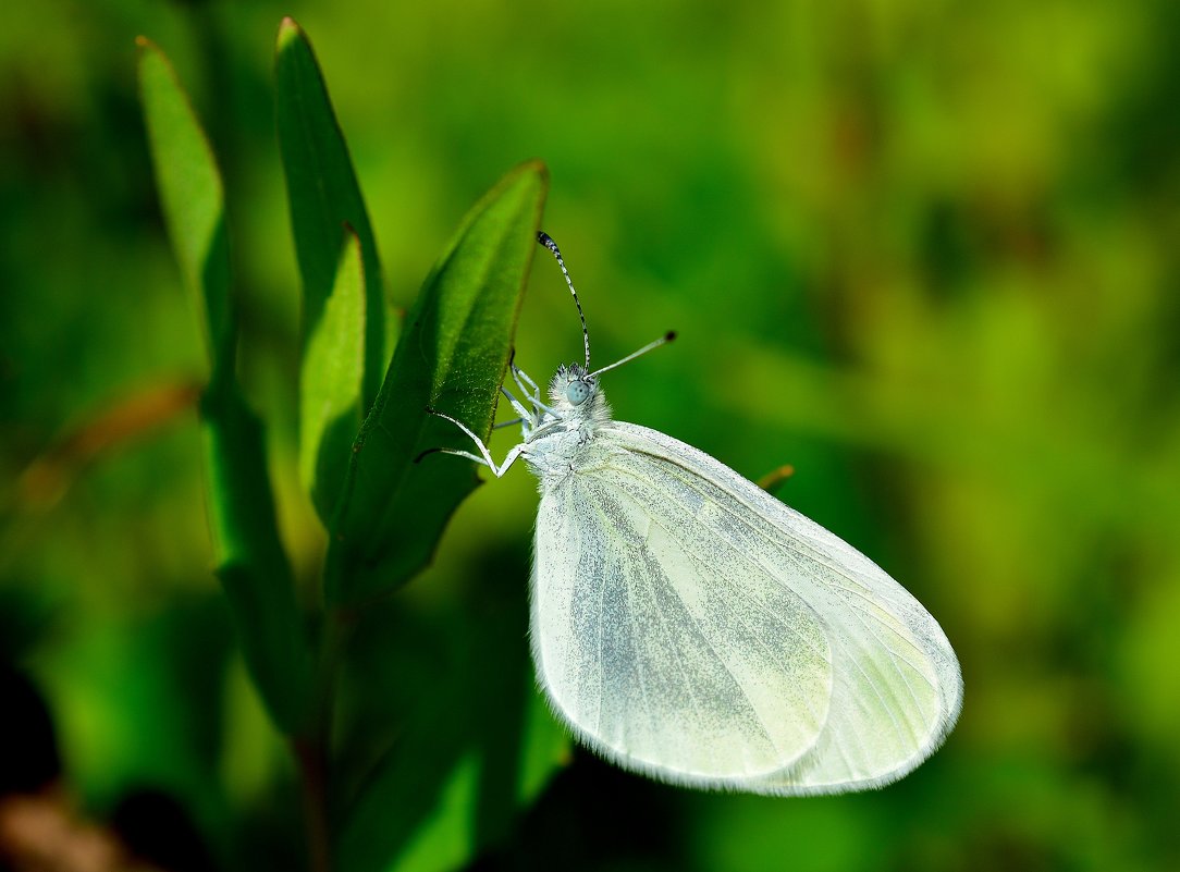 маленькая бабочка #2 - Андрей Вестмит