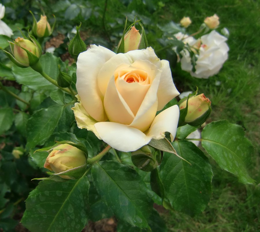 Нежная роза - Тамара 