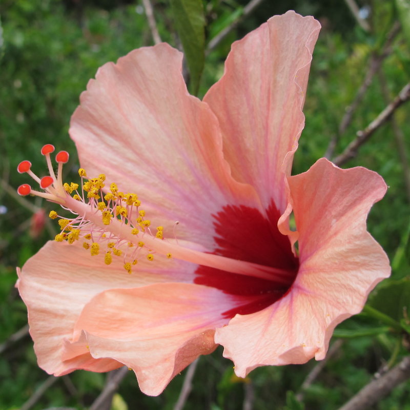 Нежно розовый цветик - Альфия Еникеева