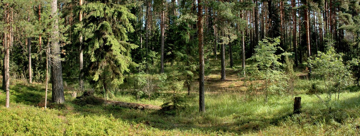 Селигерский лес. - Viacheslav 