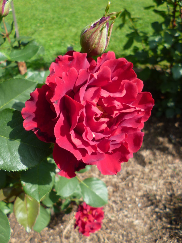 роза  Hommage a Barbara, Delbard - lenrouz 