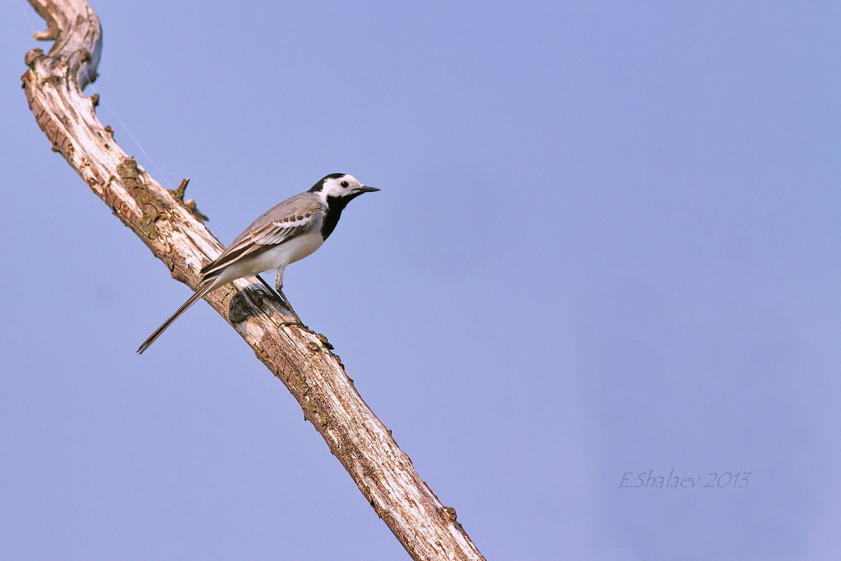 Белая трясогузка - Motacilla alba - Евгений 