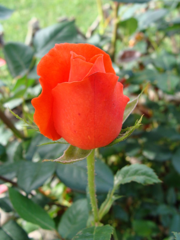 Роза оранжевая - laana laadas
