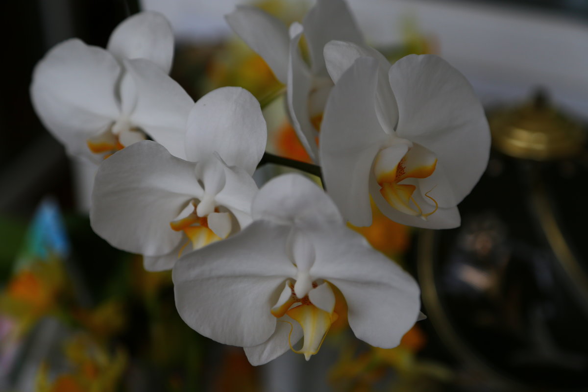 Белая орхидея - Виталий Житков
