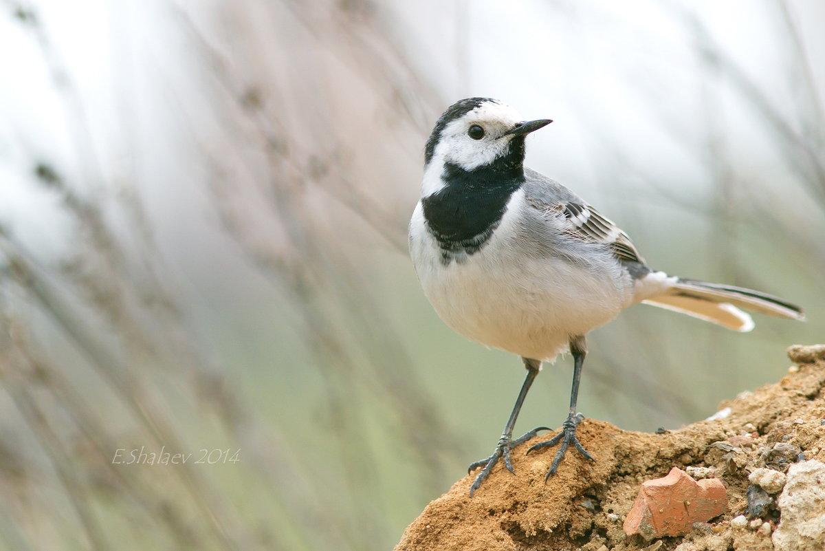 Белая трясогузка - Motacilla alba - Евгений 