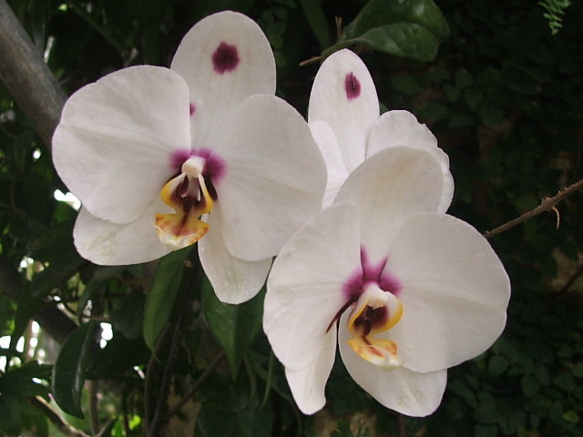 Орхидеи - susanna vasershtein