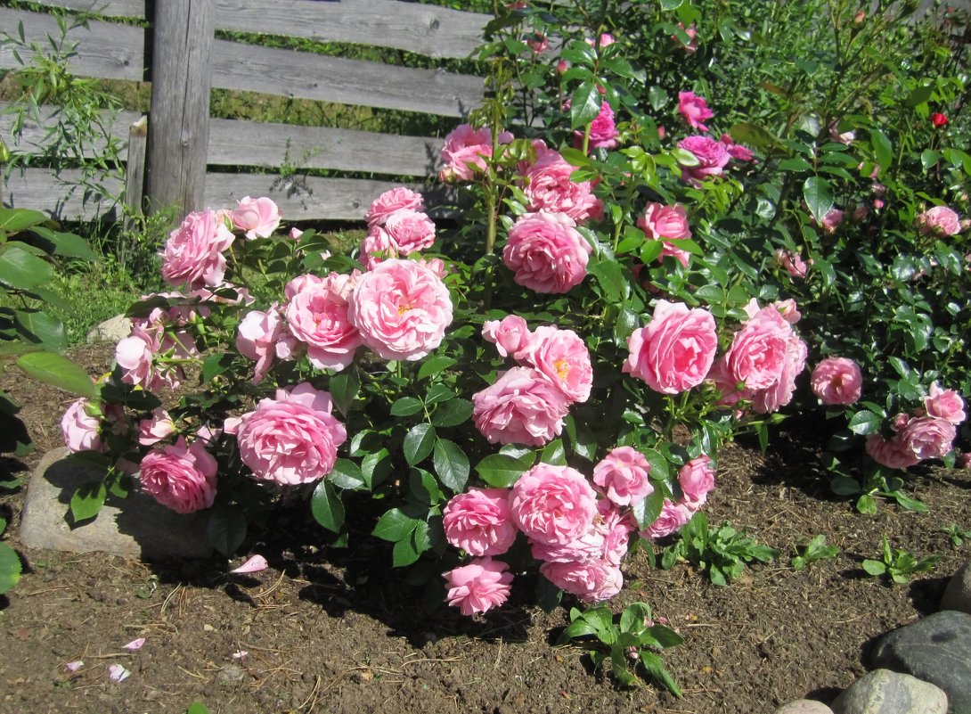 куст розы Rosenfee от Kordes - lenrouz 