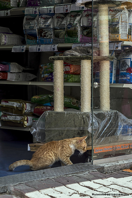 В зоомагазине-витрина3х2-из серии кошки очарование моё! - Shmual & Vika Retro