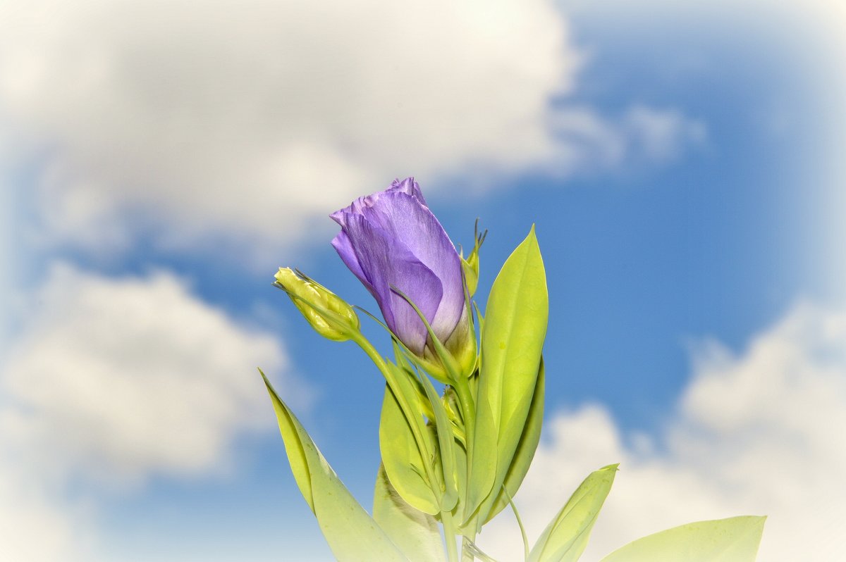 Небесный цветок - Геннадий Храмцов