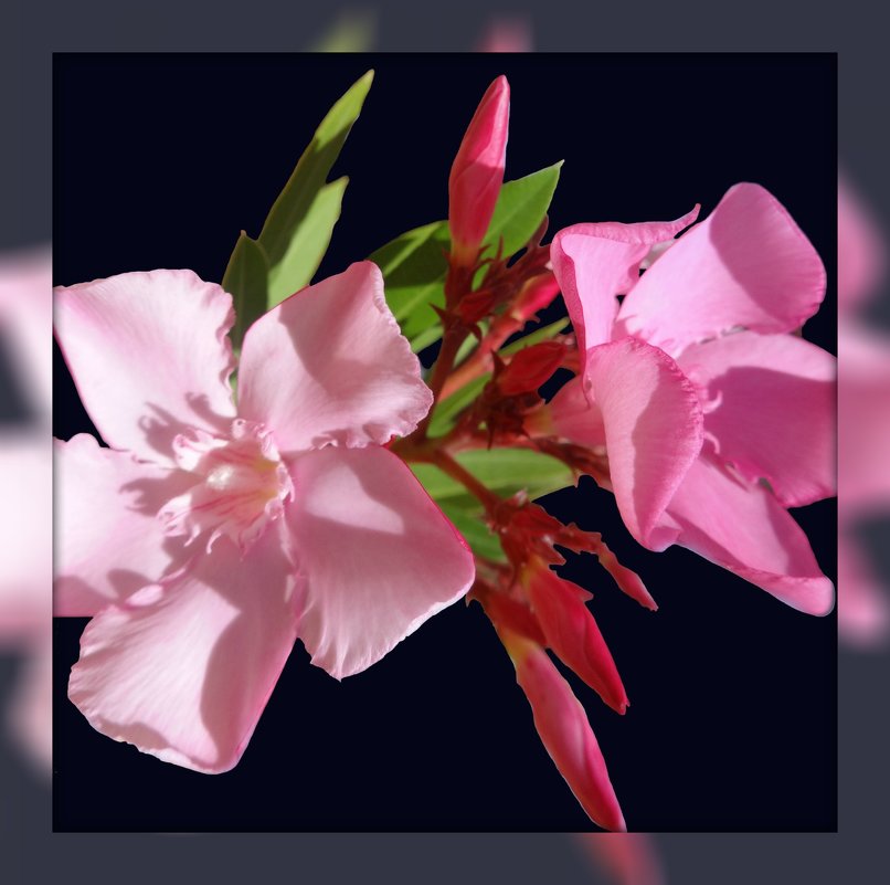 Болгарские цветы 4 - Владимир Хатмулин