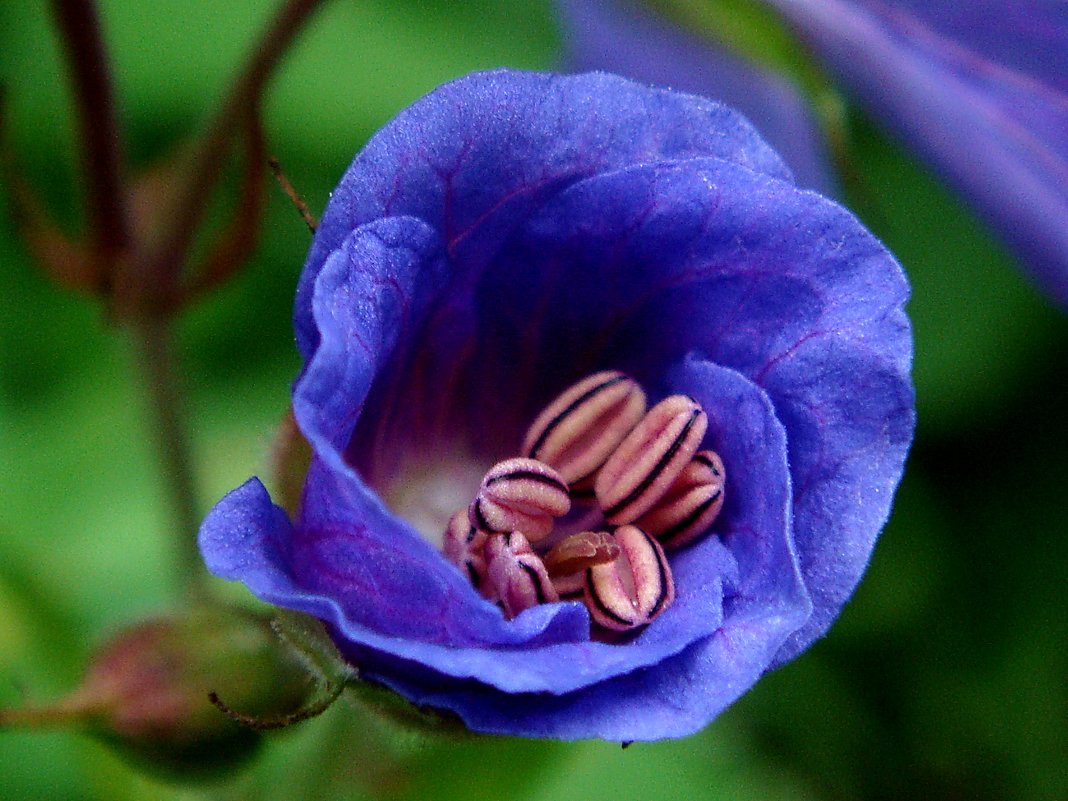 цветок герани луговой - djangalina *