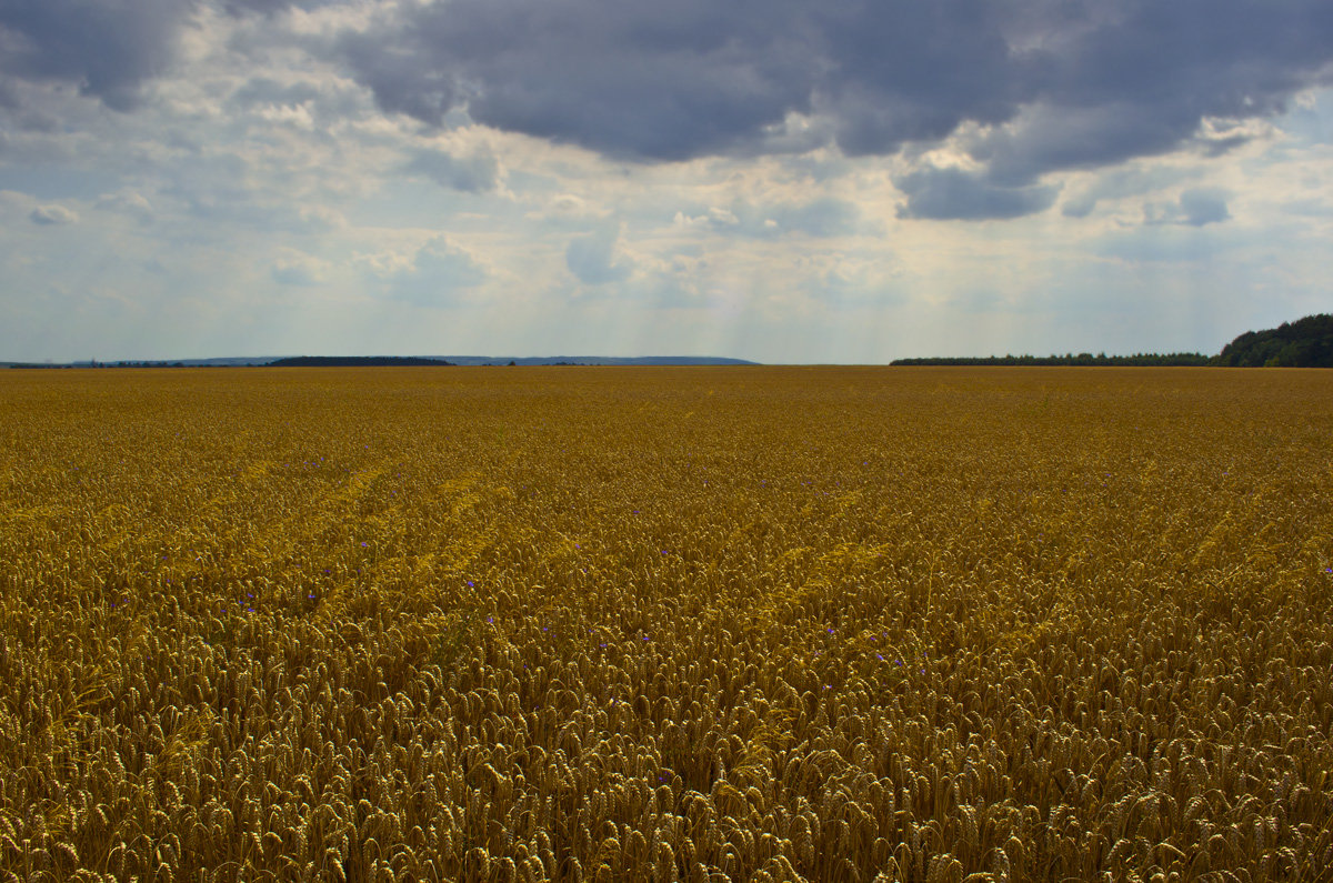 Хлебное поле - Тарас Грушивский