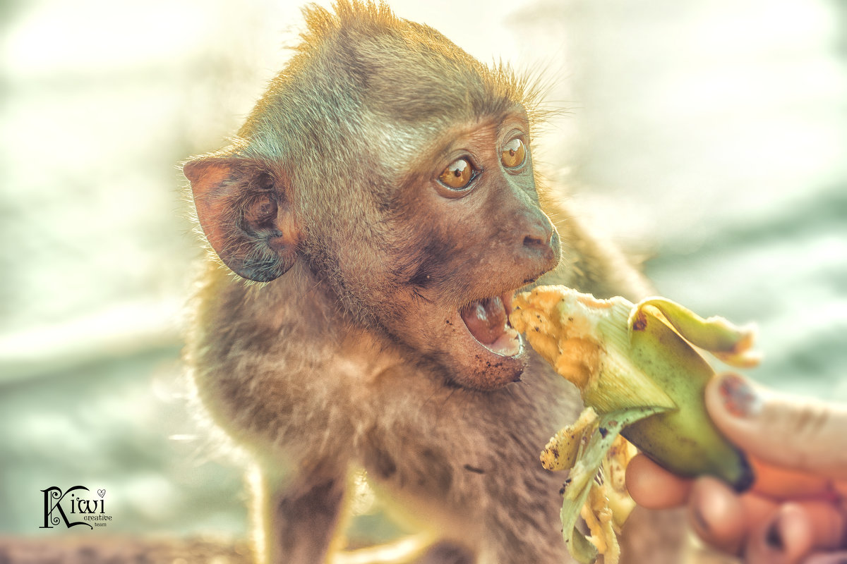 Кормление маленькой обезьянки - Творческая группа КИВИ