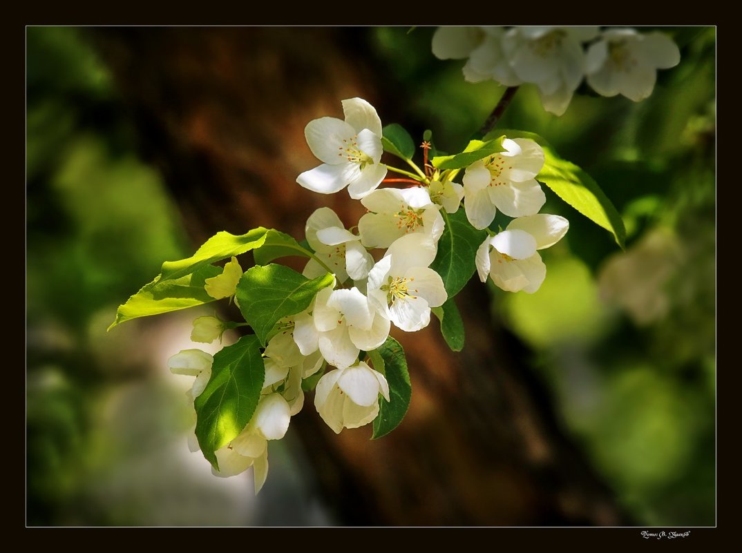 Яблоня цветёт - Валерий Ушаков
