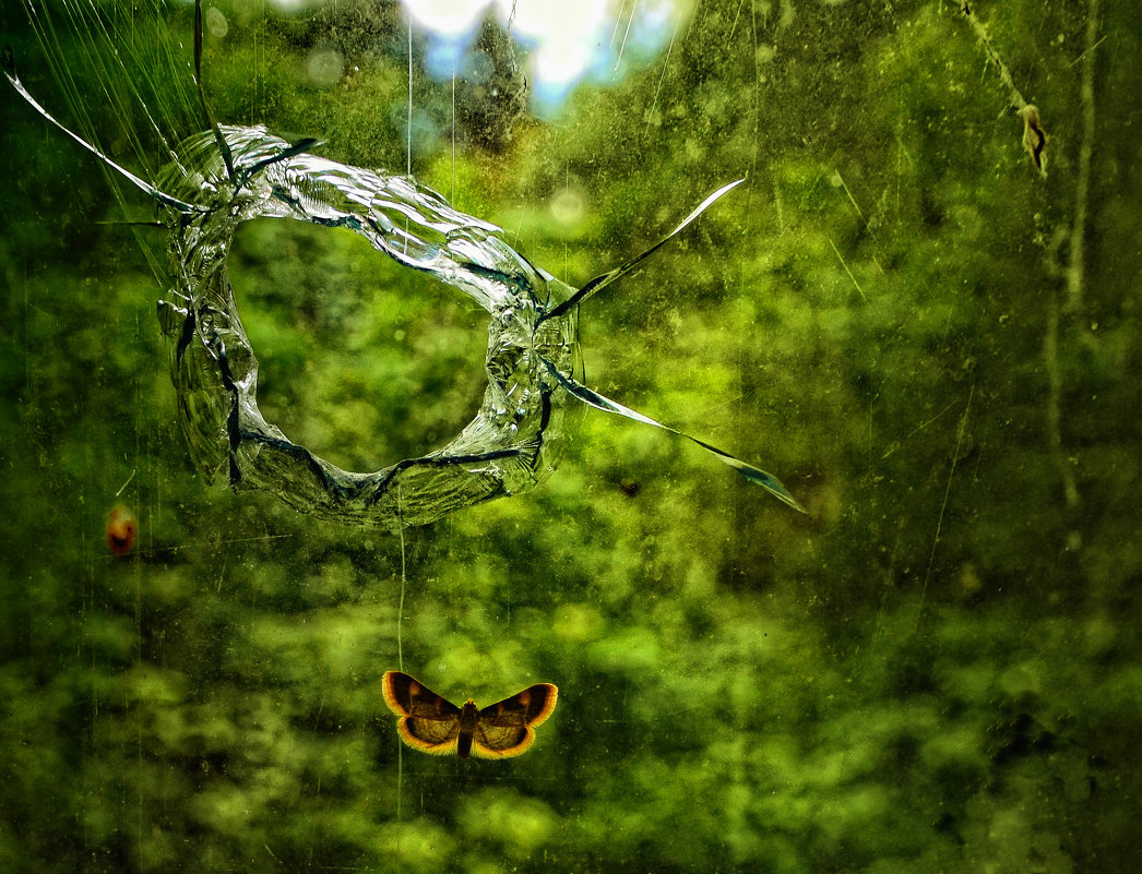 бабочка и стекло - Владислав Кравцов