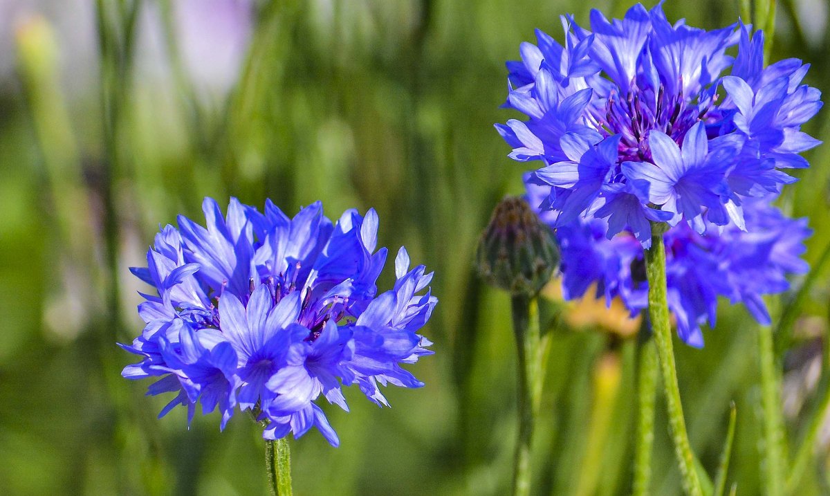 Голубые цветы - юрий Амосов