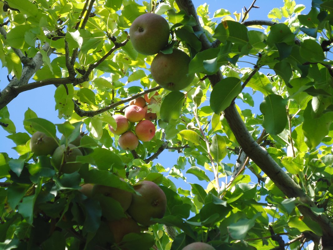 Яблочный урожай - Ирина 