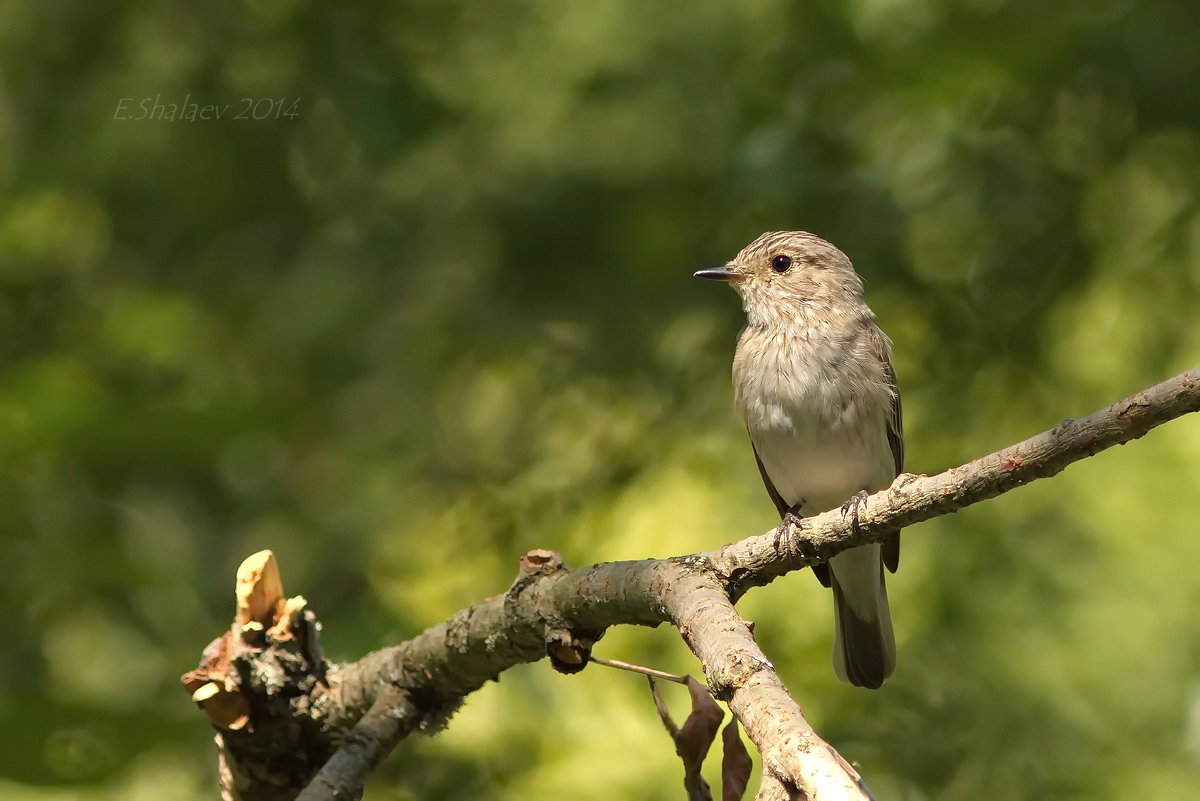 Серая мухоловка — Muscicapa striata - Евгений 