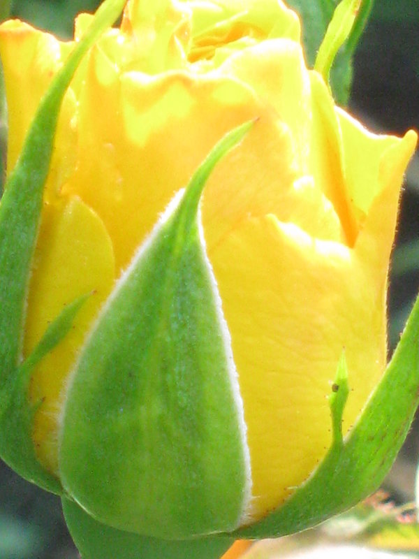Роза лимонного цвета - галина 