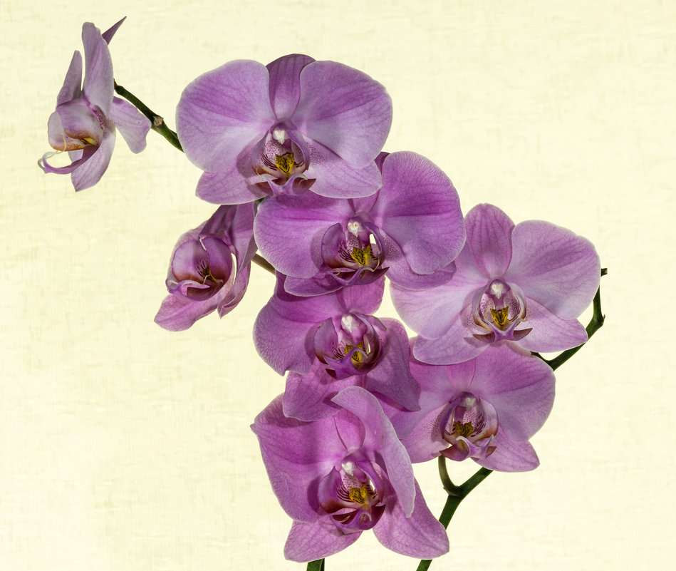 Орхидеи - Sergey Kiselev
