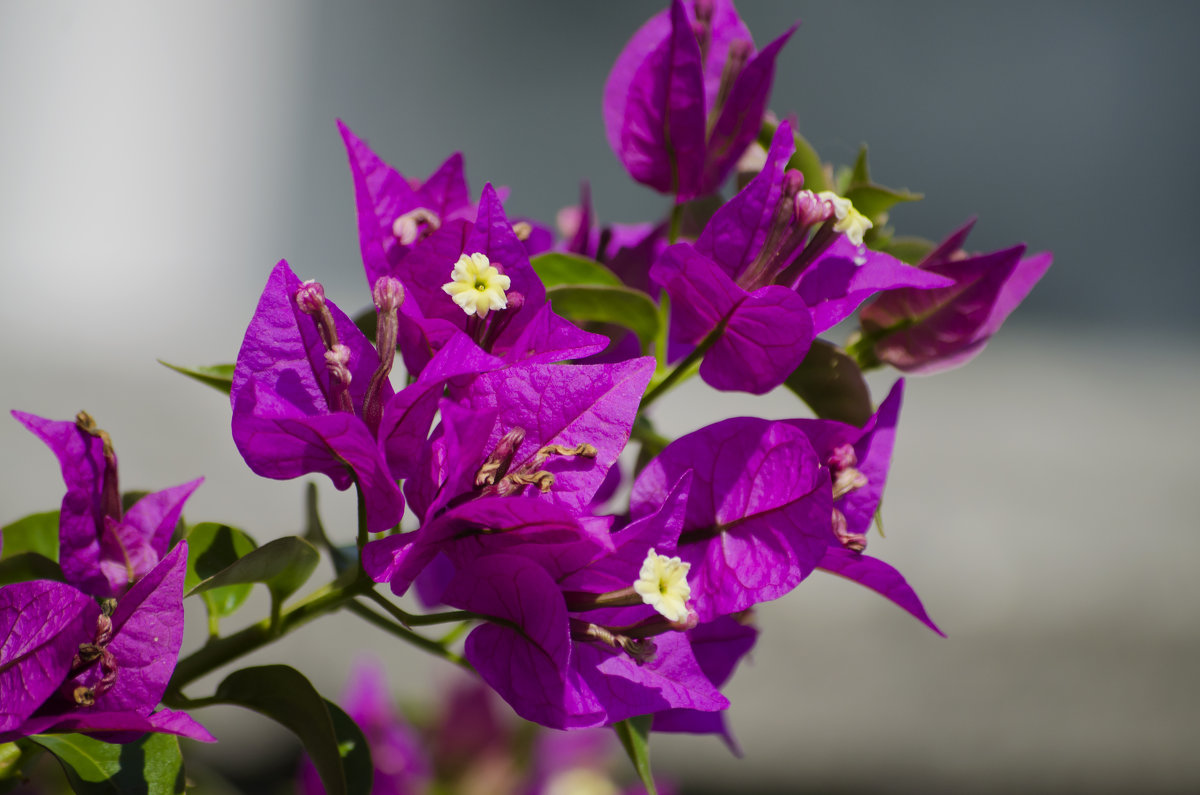 Bouganvillea... - Лариса Н