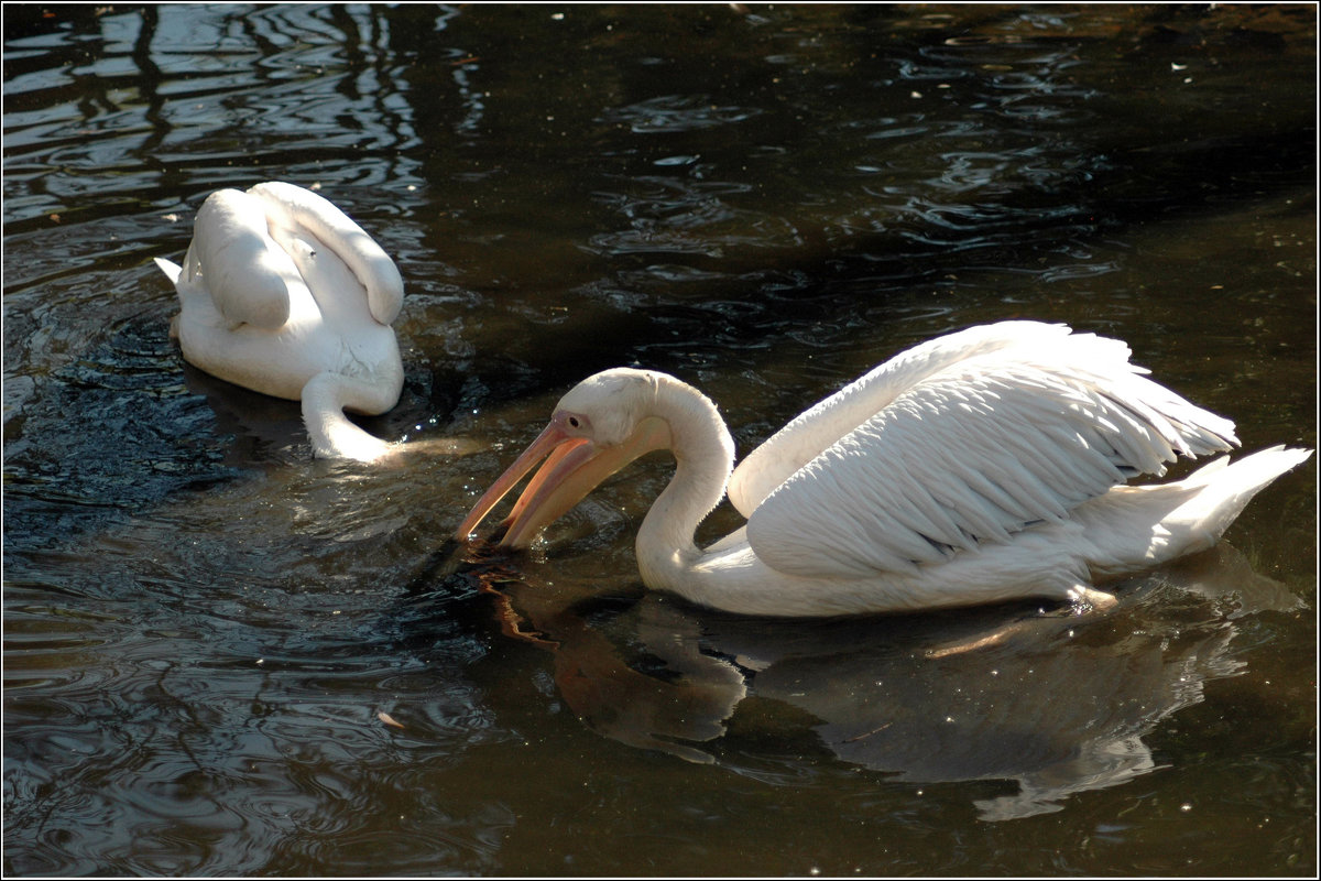 Пеликаны *** Тhe pelicans - Александр Борисов
