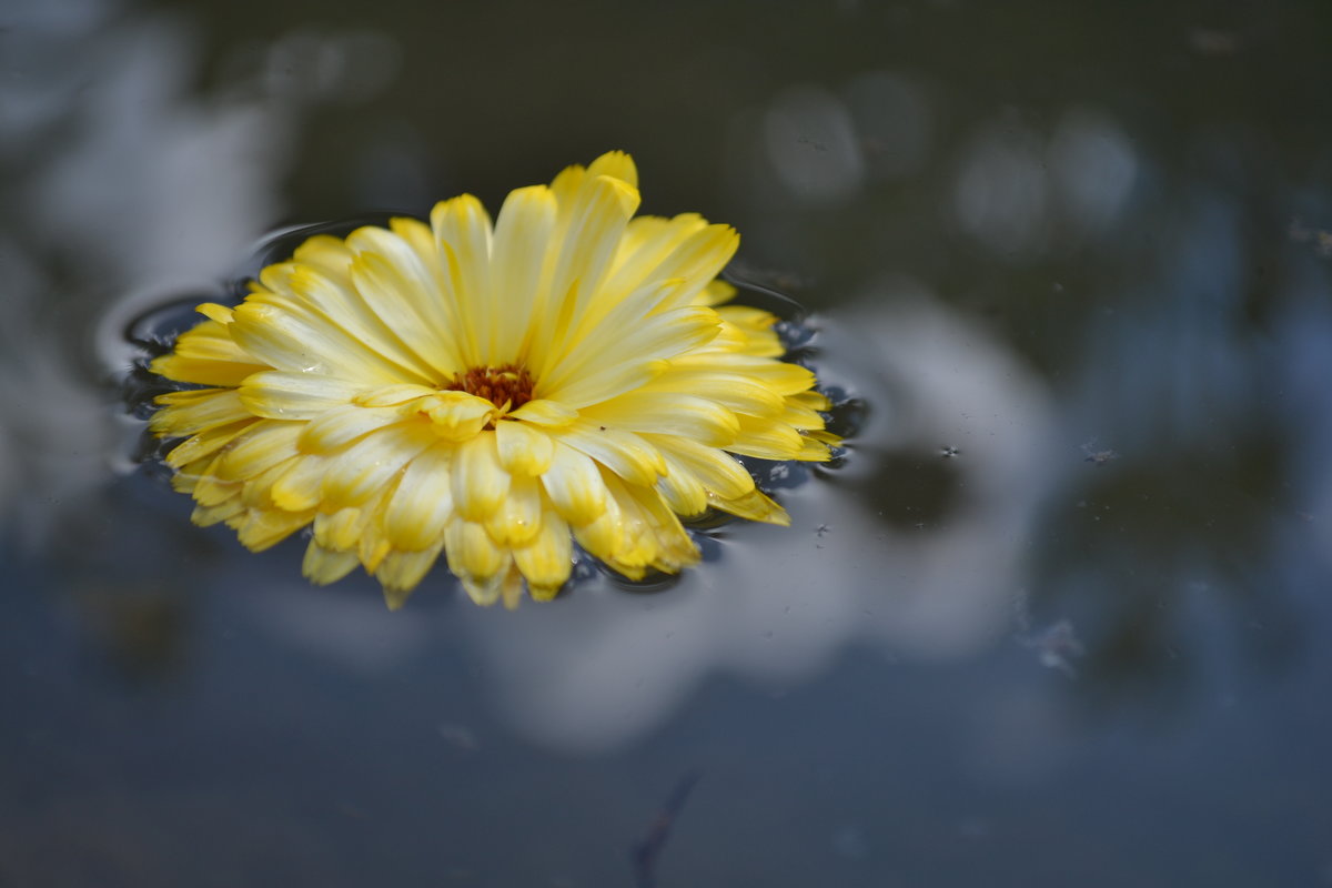 "На воде" - Вик ✿