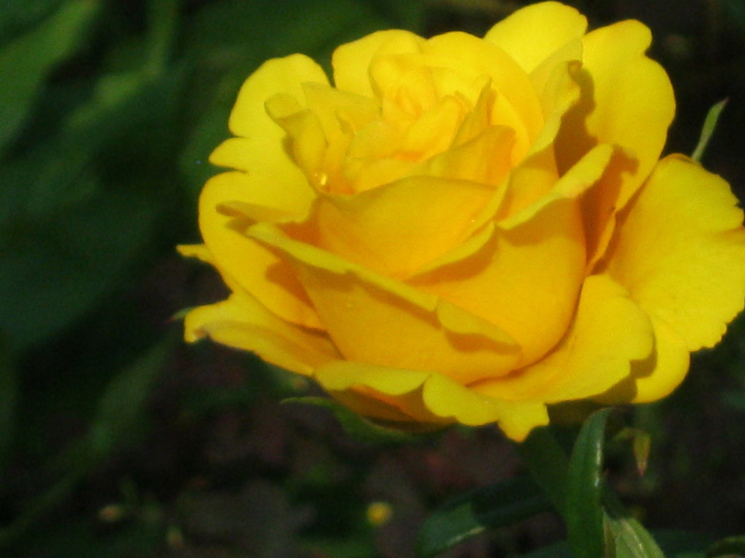 Солнечная роза - галина 