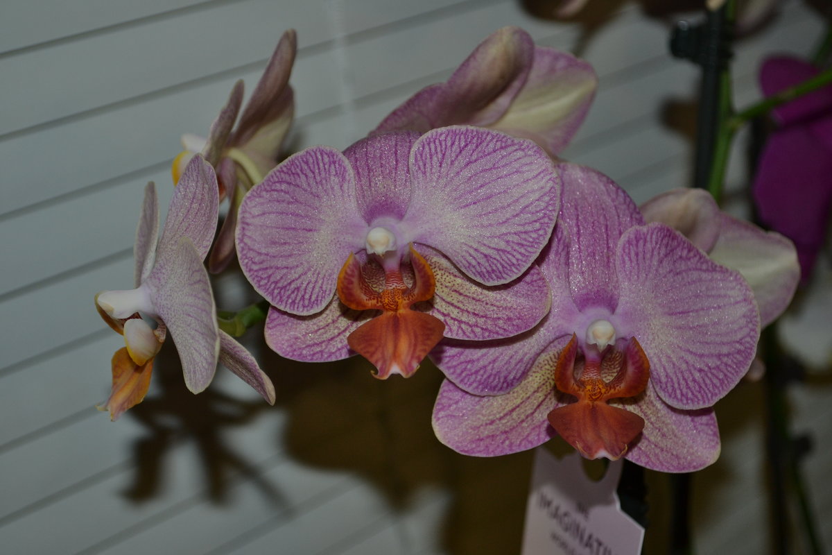 Орхидея - zhanna-zakutnaya З.