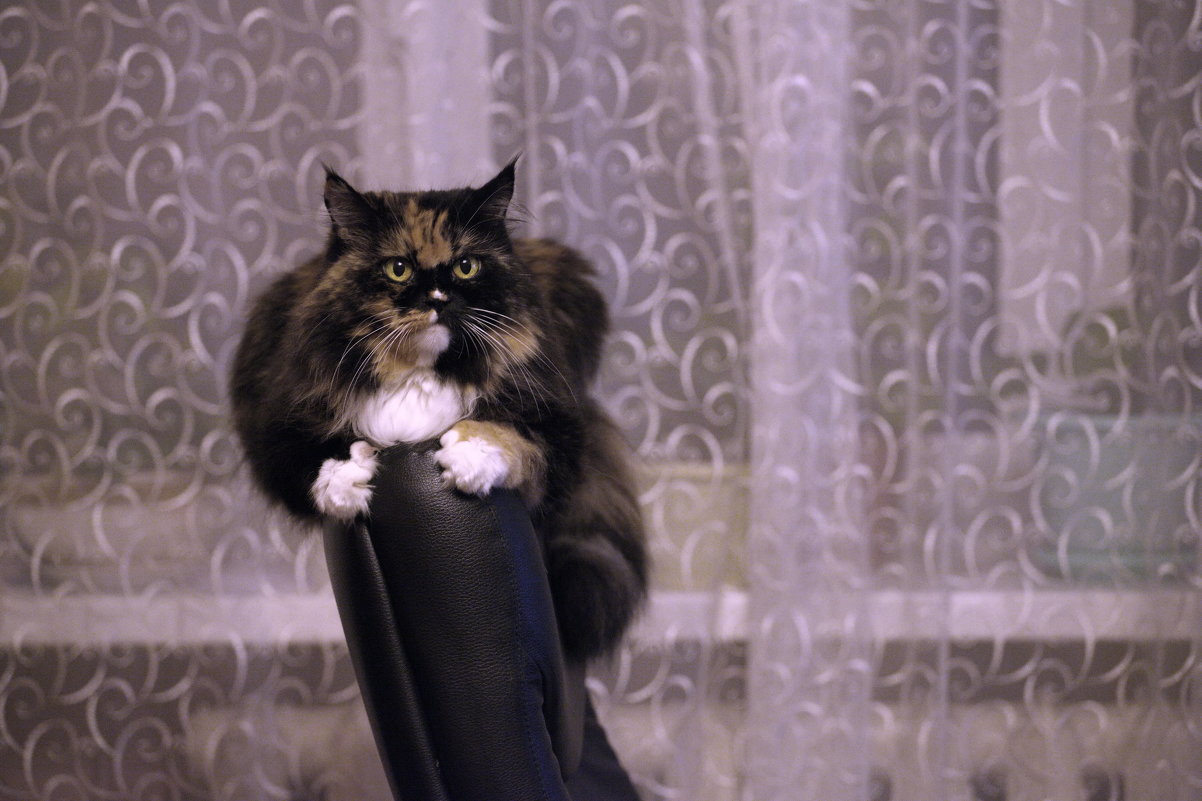 Портрет кошки на спинке кресла. - Алексей Хаустов