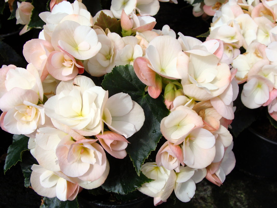 Begonia ×hiemalis Fotsch " WHITE BLUSH " - laana laadas