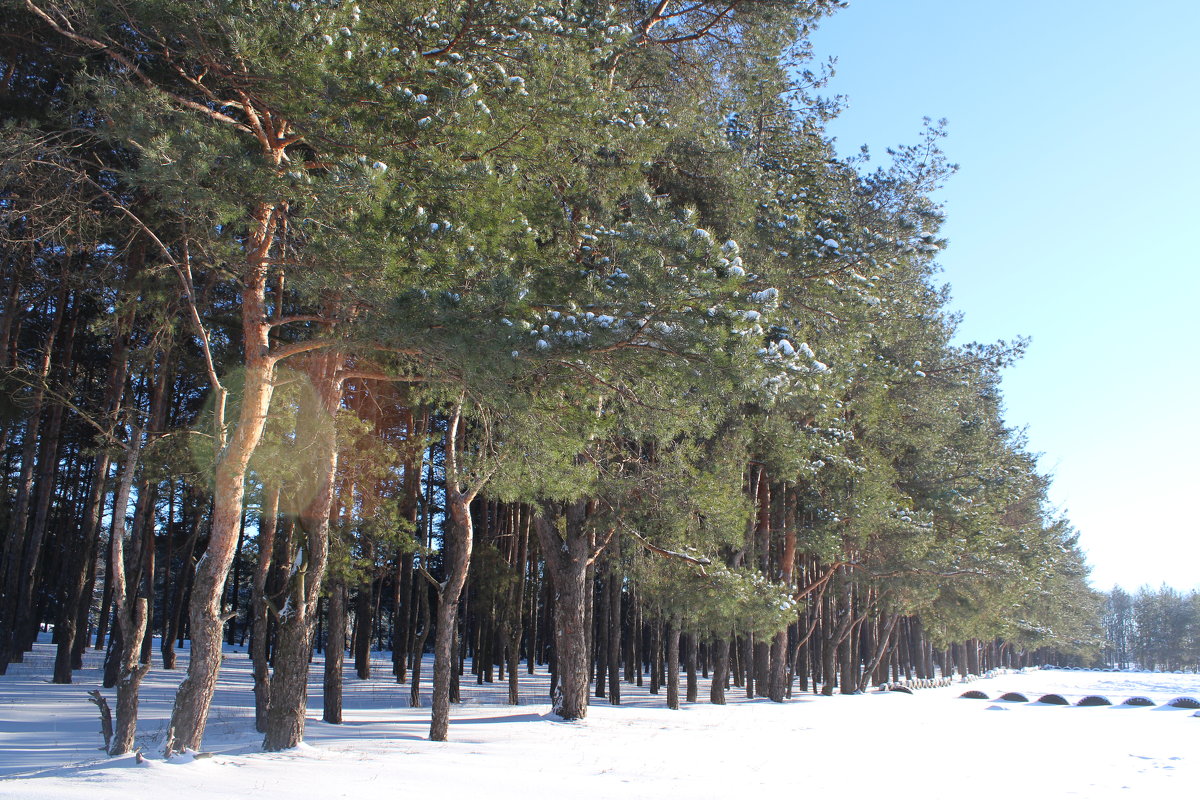 Зимний лес - LitFox .......
